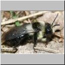 Andrena cineraria - Sandbiene w05.jpg